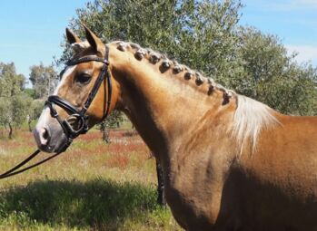 Traumhaft schönes Reitpony