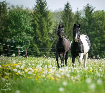 Traumhafte coole Paint Horse Quarter Stute APHA 2025 Quarter Black