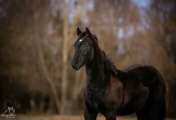 Traumhafte coole Paint Horse Quarter Stute APHA 2025 Quarter Black, Rainer, Pferd kaufen, Wernigerode