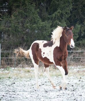 Traumhafte coole Paint Horse Stute APHA 2024, Rainer, Pferd kaufen, Wernigerode