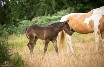 Traumhafte coole Paint Horse Stute APHA 2025 Quarter Black
