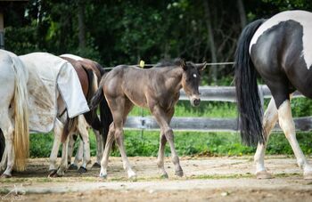 Traumhafte coole Paint Horse Stute APHA 2025 Quarter Black