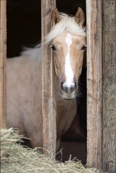 Traumhafte Quarter Horse Palomino Stute mit Top-Abstammung