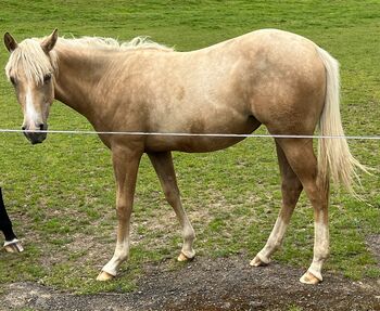 Traumhafte Quarter Horse Palomino Stute mit Top-Abstammung, Kerstin Rehbehn (Pferdemarketing Ost), Pferd kaufen, Nienburg