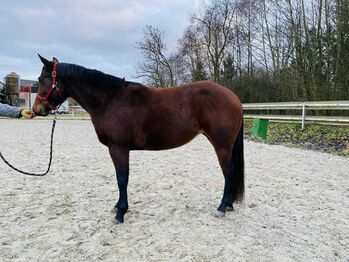 Traumhafte Quarter Horse Stute - Reining-Perspektive & tolle Abstammung