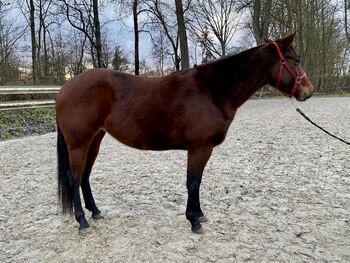 Traumhafte Quarter Horse Stute - Reining-Perspektive & tolle Abstammung