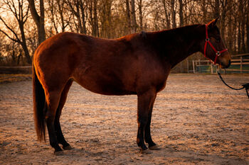 Traumhafte Quarter Horse Stute - Reining-Perspektive & tolle Abstammung