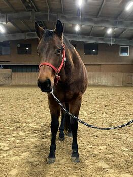 Traumhafte Quarter Horse Stute - Reining-Perspektive & tolle Abstammung