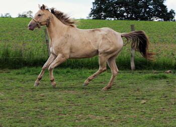 Traumhafte Quarter Horse Stute in Sonderfarbe, Kerstin Rehbehn (Pferdemarketing Ost), Pferd kaufen, Nienburg