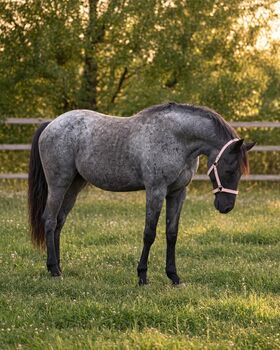 Traumhafter blue roan Quarter Horse Hengst, Kerstin Rehbehn (Pferdemarketing Ost), Pferd kaufen, Nienburg