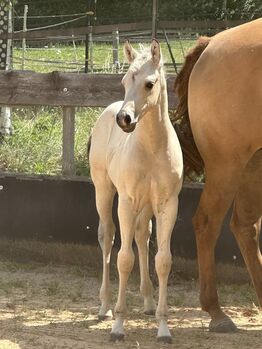Traumhafter Buckskin Paint Horse Hengst - sportlich & liebenswert!