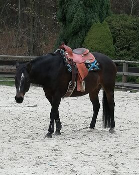 traumhafter Paint Horse Wallach für Freizeit und mehr, Kerstin Rehbehn (Pferdemarketing Ost), Pferd kaufen, Nienburg