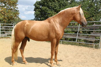 Traumhafter PRE-Hengst, gekört, 4jährig, Schokoladen-Palomino, Julia, Pferd kaufen, Kirn