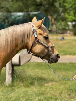 Traumhafter Quarter Horse Wallach in handlicher Größe