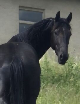 Traumhafter Quarter Horse Wallach in schwarz - Fair ausgebildet und vielseitig einsetzbar