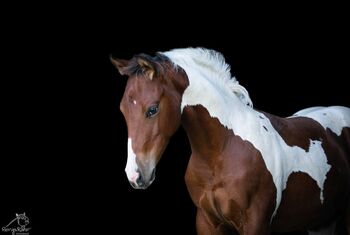 Traumhaftes Paint Horse Stute Fohlen APHA, Rainer, Pferd kaufen, Wernigerode