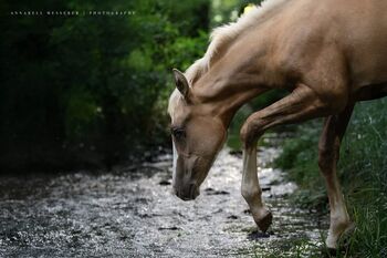 Traumjährling in Palomino - lieb, gelehrig, bereit fürs Abenteuer