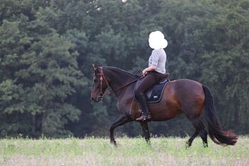 Traumpferd gesucht? Liebevolle Stute mit vielseitiger Ausbildung zu verkaufen