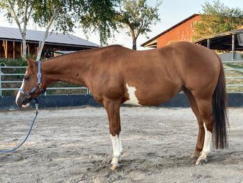 Traumpferd mit Herz sucht liebevolles Zuhause, Kerstin Rehbehn (Pferdemarketing Ost), Horses For Sale, Nienburg