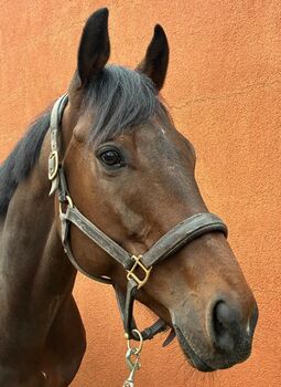 Traumpferd sucht neuen Wirkungskreis – vielseitiger Englischer Vollblüter