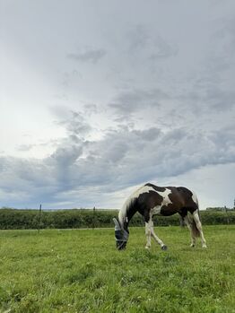 Traumschecke zu Verkaufen, alina geiger, Horses For Sale, Raperswilen