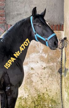 Traumschöner Lusi Rappe, ISPA - Iberische Sportpferde Agentur (ISPA - Iberische Sportpferde Agentur), Pferd kaufen, Bedburg