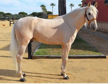 Traumschöner PRE Palomino direkt vom Züchter, ISPA - Iberische Sportpferde Agentur (ISPA - Iberische Sportpferde Agentur), Pferd kaufen, Bedburg