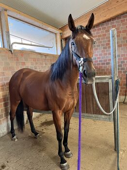 Traumstute auch für Anfänger, Justyna , Pferd kaufen, Hamburg