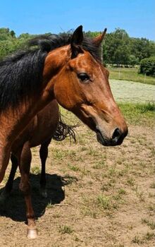 Traberstute 8 j, Kerstin Bergermann , Horses For Sale, Stahlhofen am Wiesensee