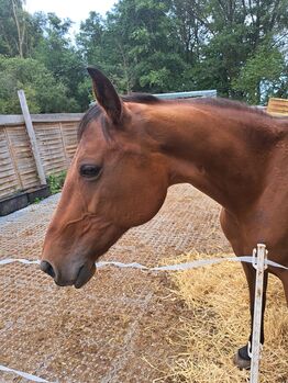 Traberstute Traber Freizeitpferd Beistellpferd, Jacky, Horses For Sale, Fritzlar