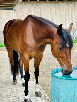 Traberwallach, Tanja, Horses For Sale, Mittersill 