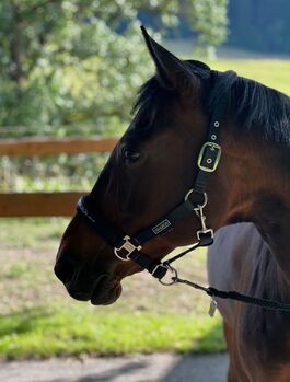 Traber Wallach Trautmann