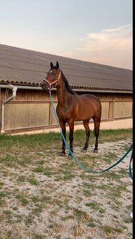 Traber Wallach Trautmann, Rianna Nutz , Horses For Sale, Steubach