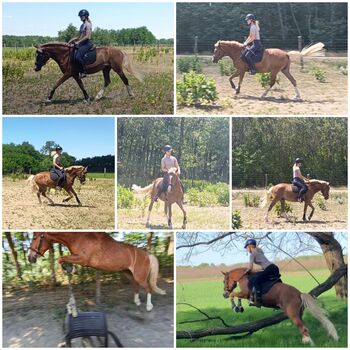 Dreijähriges Halbblut-Haflinger mit Dressurbildung, Lili Komjathy, Horses For Sale, Nyáregyháza