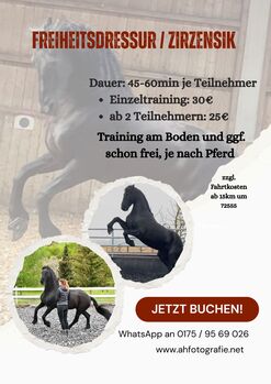 Pferdetraining, Hängertraining, Freiarbeit, Gelassenheitstraining, Wippentraining, Anna Hense, Nauka jazdy konnej, Metzingen