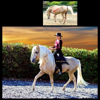 Pferdeausbildung, Pferdetrainerin, Reitlehrerin, Reitunterricht, Kerstin Heyn - Feine Reitkunst (Sprint GmbH - Feine Reitkunst), Nauka jazdy konnej, Freiburg