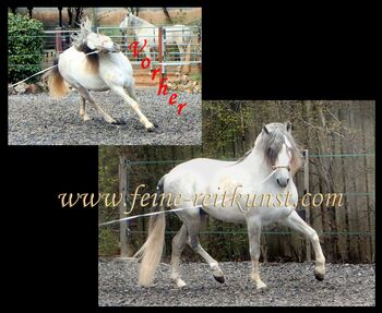 Pferdeausbildung, Pferdetrainerin, Reitlehrerin, Reitunterricht