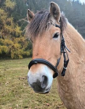 Trense von Kiefer Kiefer