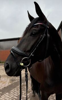 Trense Warmblut (Full), L. Köster, Trensen, Olpe