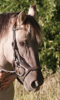 Trense zu verkaufen, Trense , Joline , Bridles & Headstalls, Berlin
