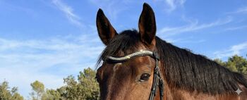 "Tricrystal" Leather Front Panel (Quick-Hook System), Trotando Juntos Tricrystal , Maite (Productos Ecuestres Trotando Juntos S.L), Browbands, Palau solita y plegamans
