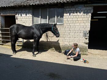Treuer Wallach mit starkem Charakter sucht neuen Weggefährten