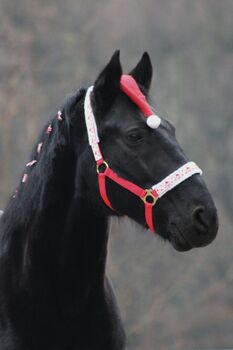 Treuer Wallach mit starkem Charakter sucht neuen Weggefährten, Julie, Horses For Sale, Bochum