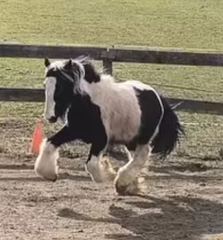 Irish Cob tricolour  Achatschecke, Tina, Konie na sprzedaż, Calden