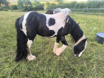 Irish Cob tricolour  Achatschecke