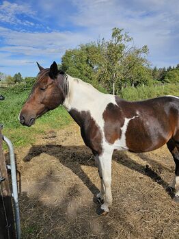 Traberwallach, P.Paulick, Horses For Sale, Quedlinburg 