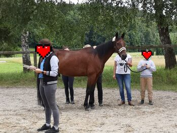 Traber Wallach, L.M, Horses For Sale, Zenting 