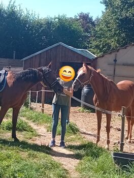Traberstute Traber Freizeitpferd Beistellpferd