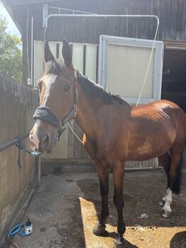 Traber Wallach zu verkaufen, AM, Horses For Sale, Leinfelden