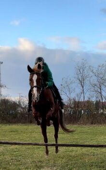 Springpferd zu verkaufen, Birgitt, Horses For Sale, Langenschönbichl